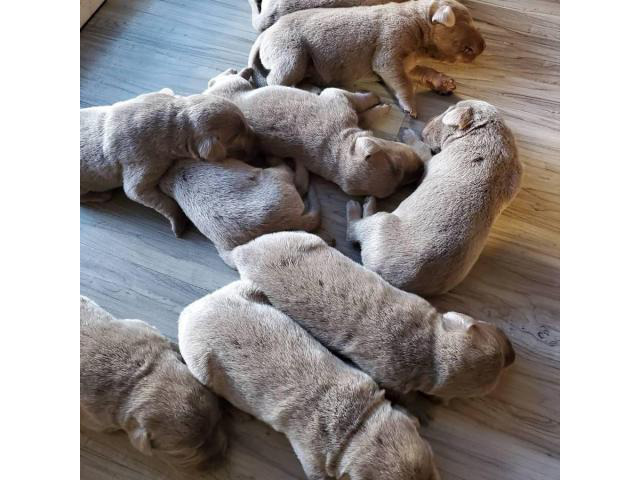 1 female left AKC Silver Lab puppy