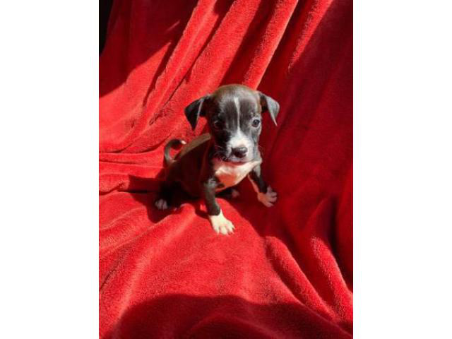 8 week old Chiweenie puppies