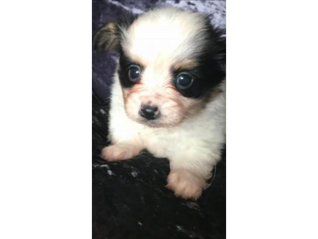 Papillon Puppies For Sale