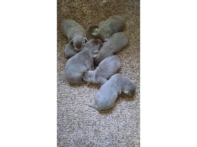 AKC Registered Silver Lab Puppies for Sale
