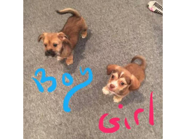10 weeks old Chiweenie Puppies for Sale