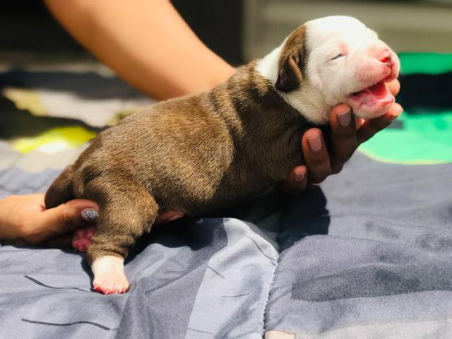 NKC American Bulldog pups for rehoming