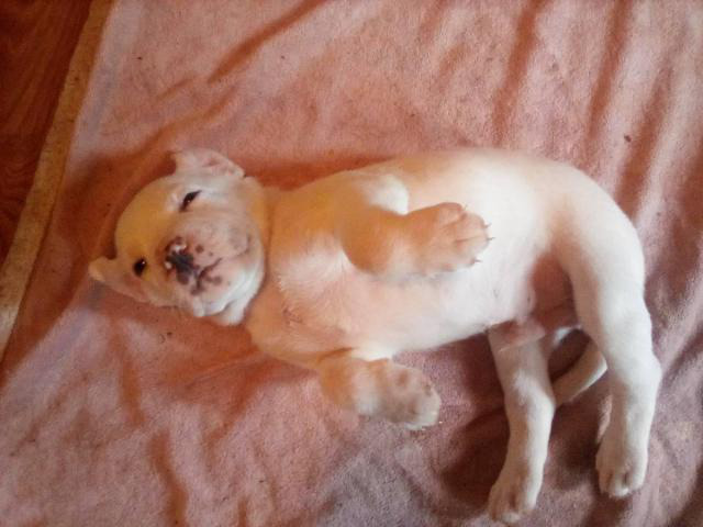 6 cute boxer labrador puppies for sale