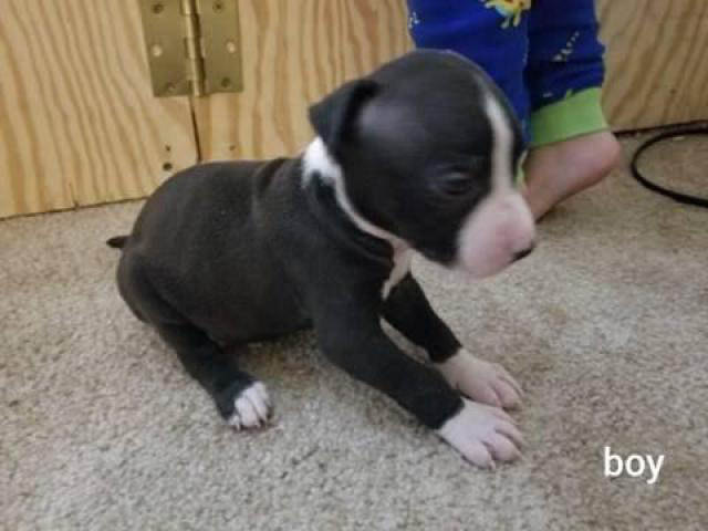 6 males, and 5 females American pit bull puppies