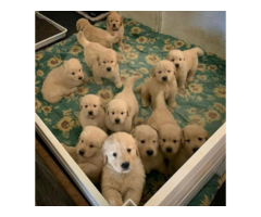 F3 Pomsky Puppies For Sale