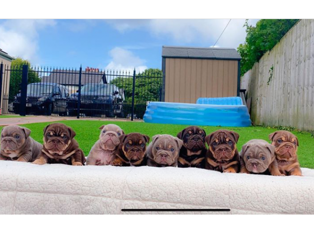 British Bulldogs Puppys Top Quality Lilac's Blue's