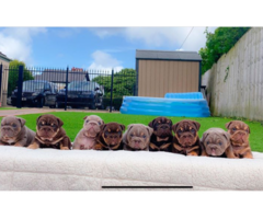 British Bulldogs Puppys Top Quality Lilac's Blue's